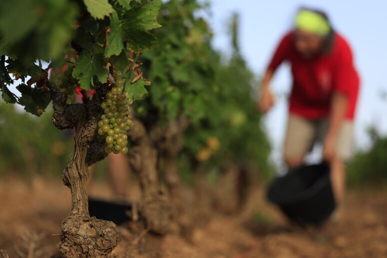 Confagricoltura, fattore clima sempre più decisivo su vendemmia © ANSA/EPA