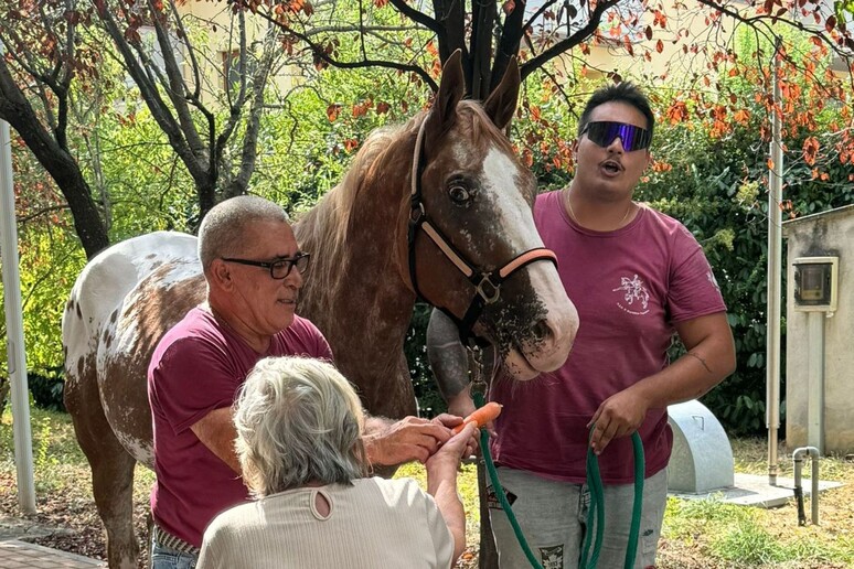 Realizza ultimo sogno, accudire un cavallo prima di morire - RIPRODUZIONE RISERVATA