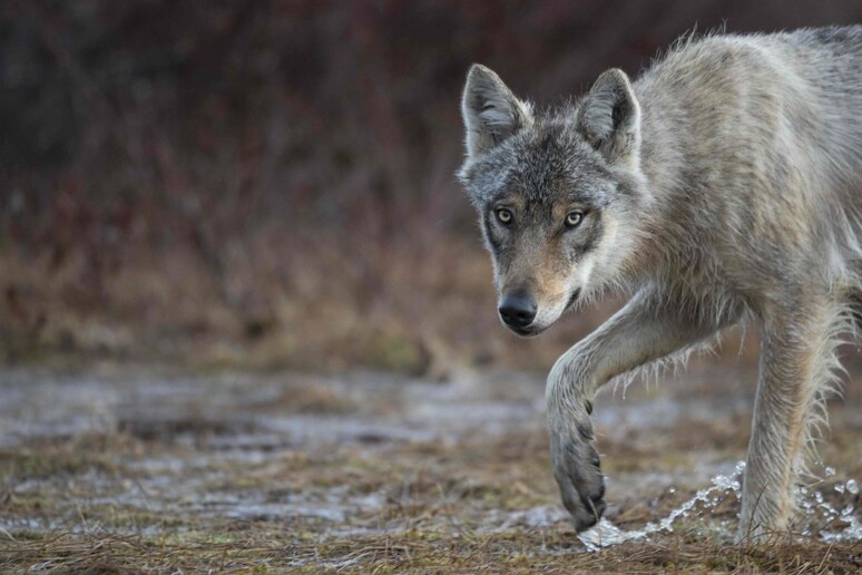 Lupo © ANSA/AFP