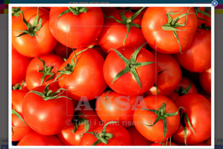 Riprodussero illecitamente pomodori protetti, risarciranno Aib - RIPRODUZIONE RISERVATA