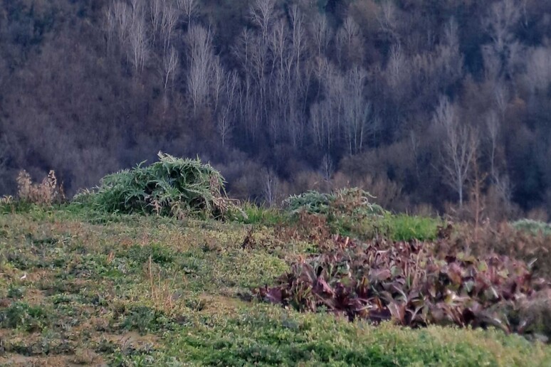 - RIPRODUZIONE RISERVATA